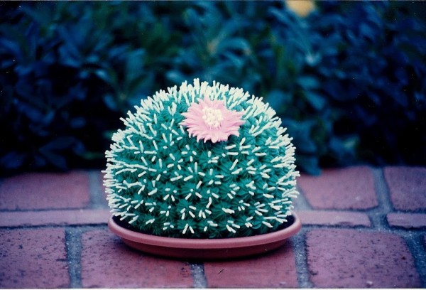 barrel catus cake