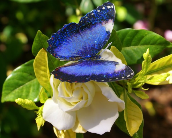 butterfly decorated cookies