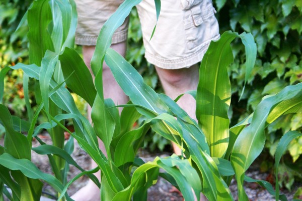 knee high by the 4th of july   