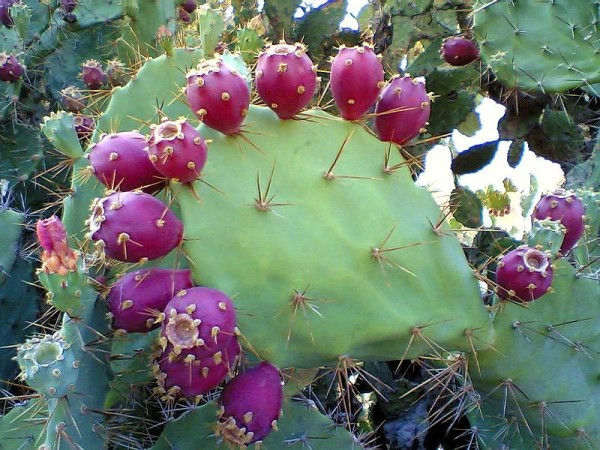 800px-Prickly_pear_cactus_beed