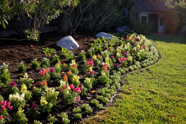 snapdragon bed