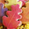 Decorated Fall Leaf Cookies! A Tutorial (with rolled fondant)
