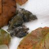 HELP! Any Aviary Experts Out There?