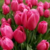 The Rite of Spring